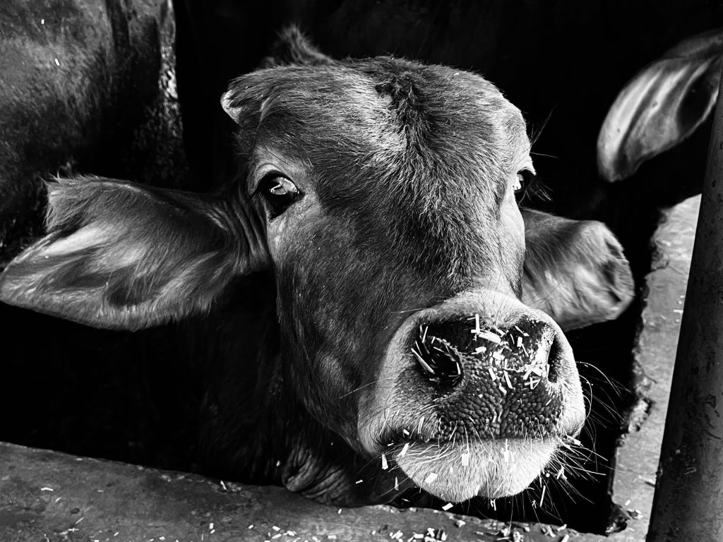 pexels nitinvashisht 21405128